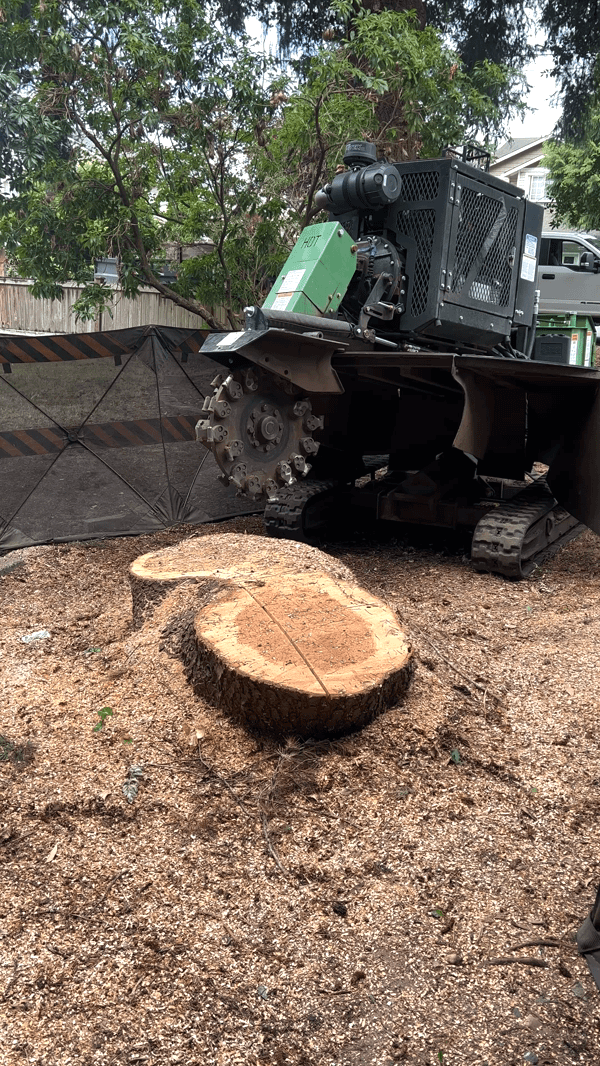 Featured image for “Stump Grinding with Chainsaw: A DIY Approach”