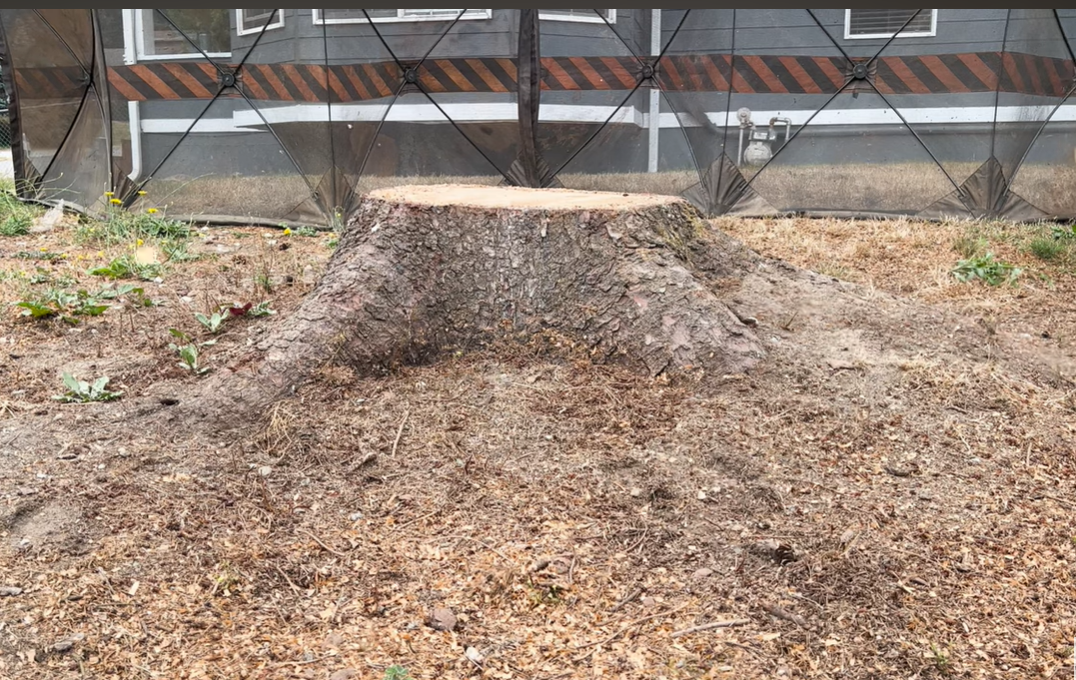 Featured image for “Stump Grinding – Before and After Video/Images”