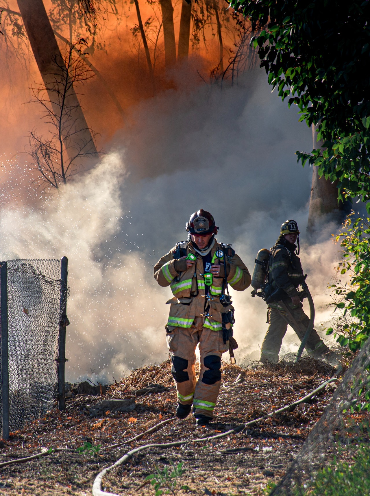 Featured image for “Stump Grinding vs. Burning: The Showdown”